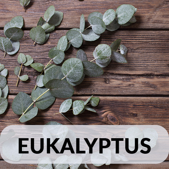 Eukalyptus Tabak
